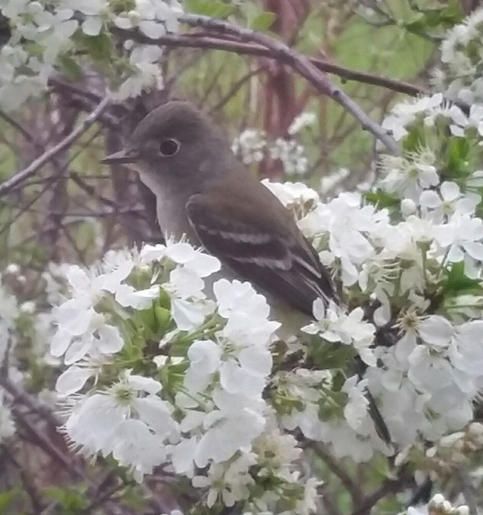 Least Flycatcher - Audrey McIlraith