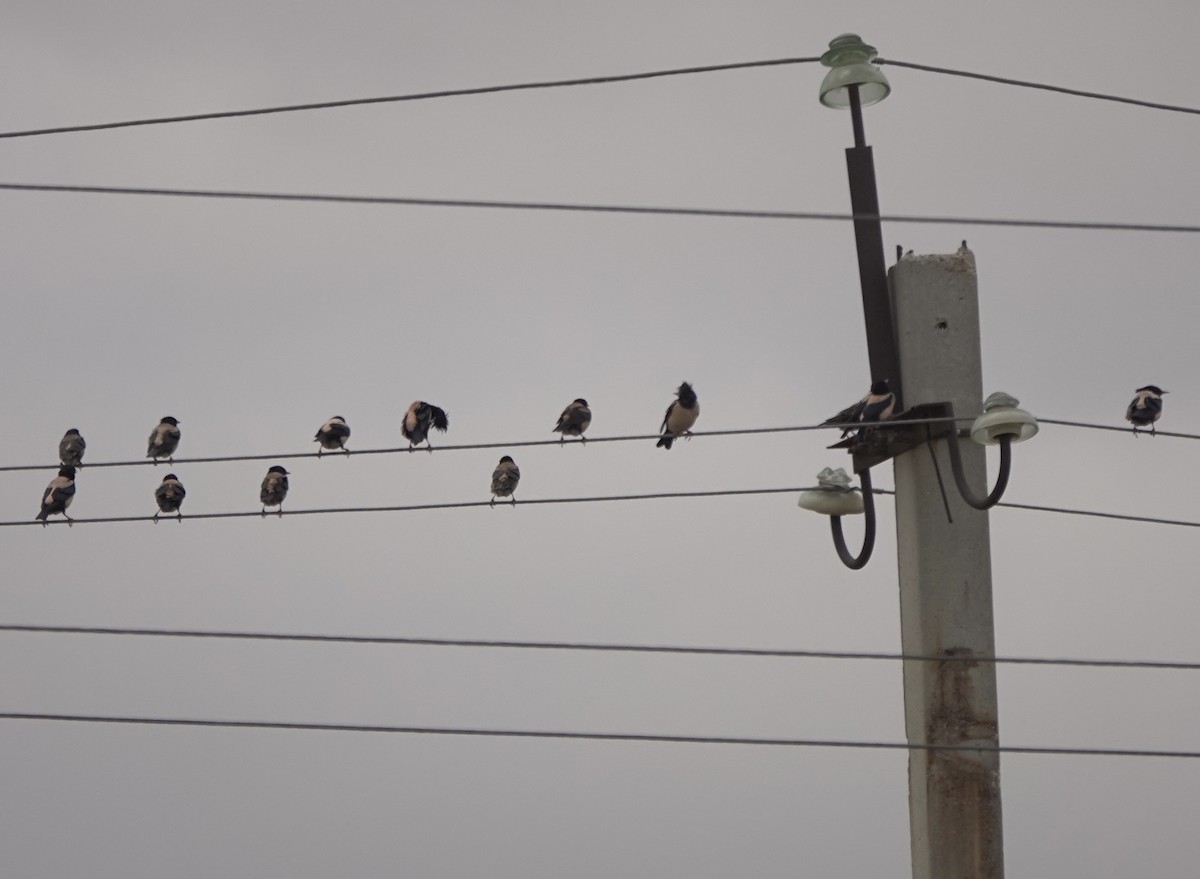 Rosy Starling - Martin Kennewell