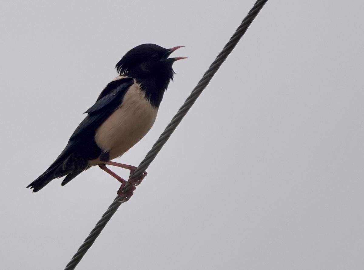 Rosy Starling - Martin Kennewell