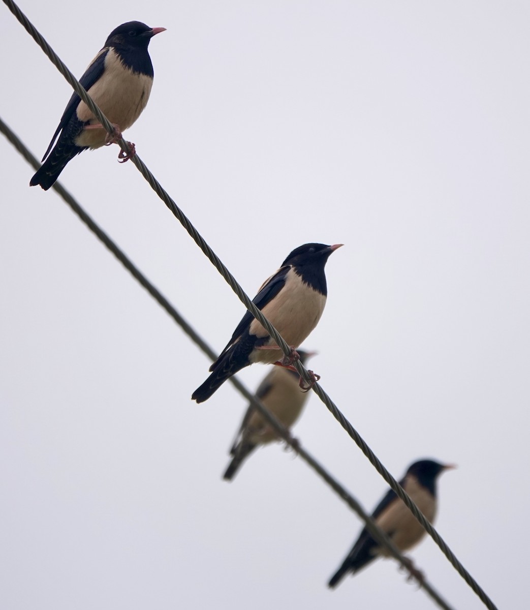 Rosy Starling - Martin Kennewell