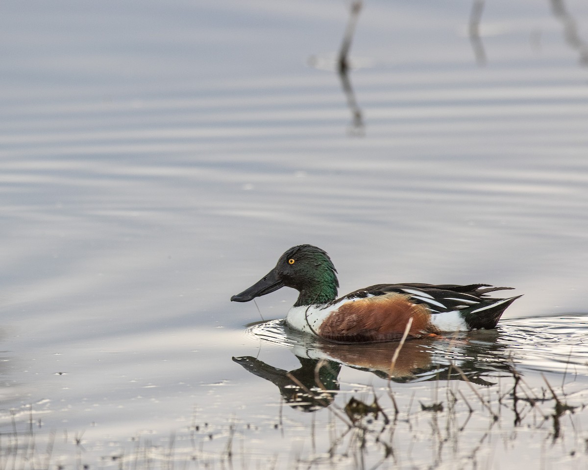 Canard souchet - ML619208572