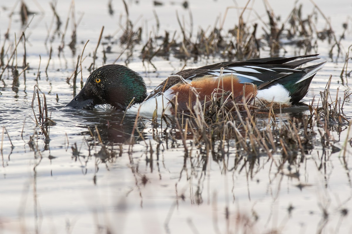 Northern Shoveler - J.B. Churchill