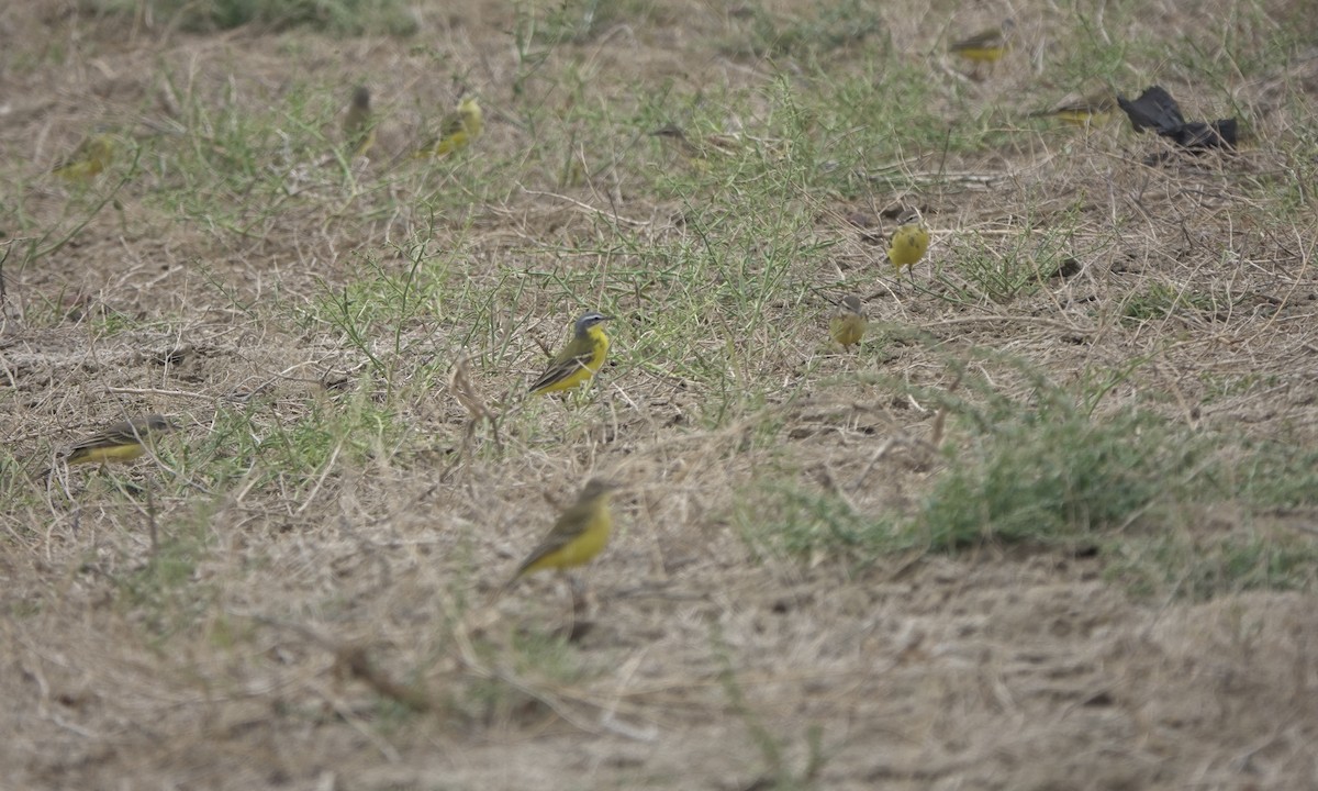 Western Yellow Wagtail (flava/beema) - ML619208576