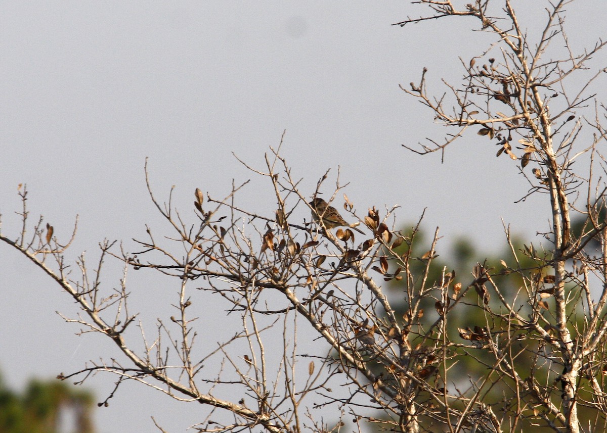 Bachman's Sparrow - William Clark