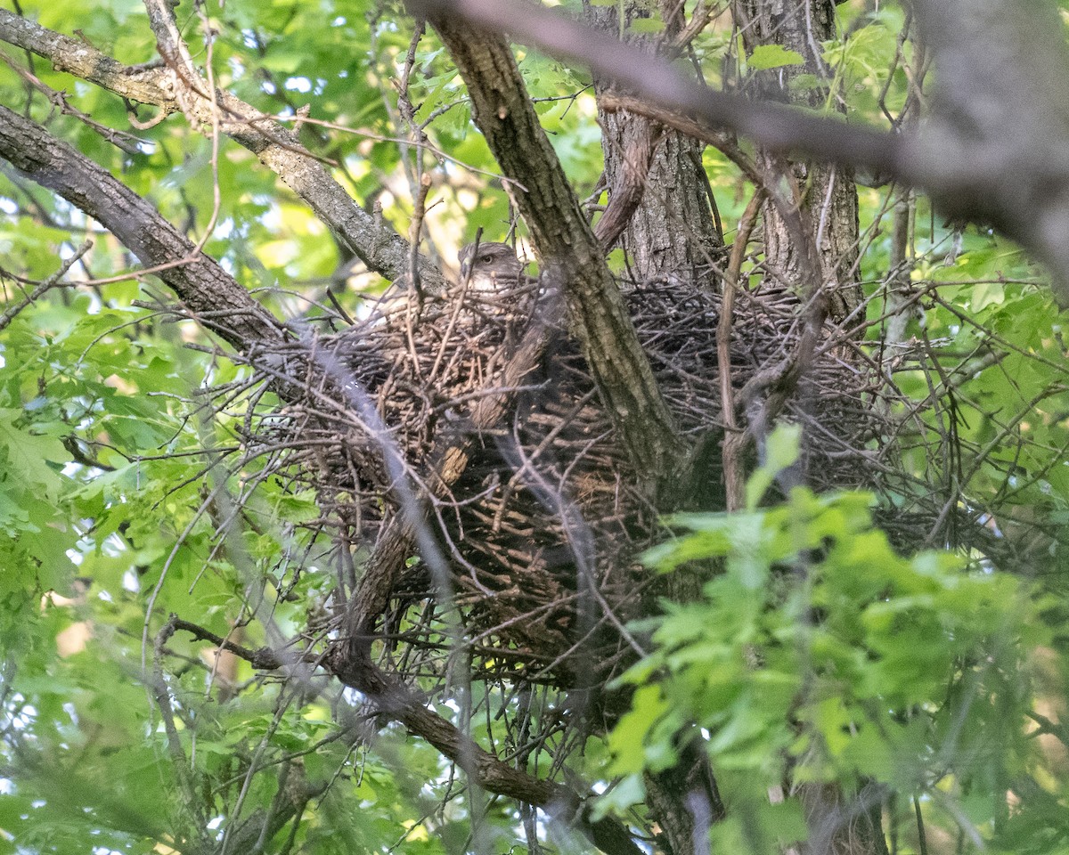 Cooper's Hawk - ML619208593