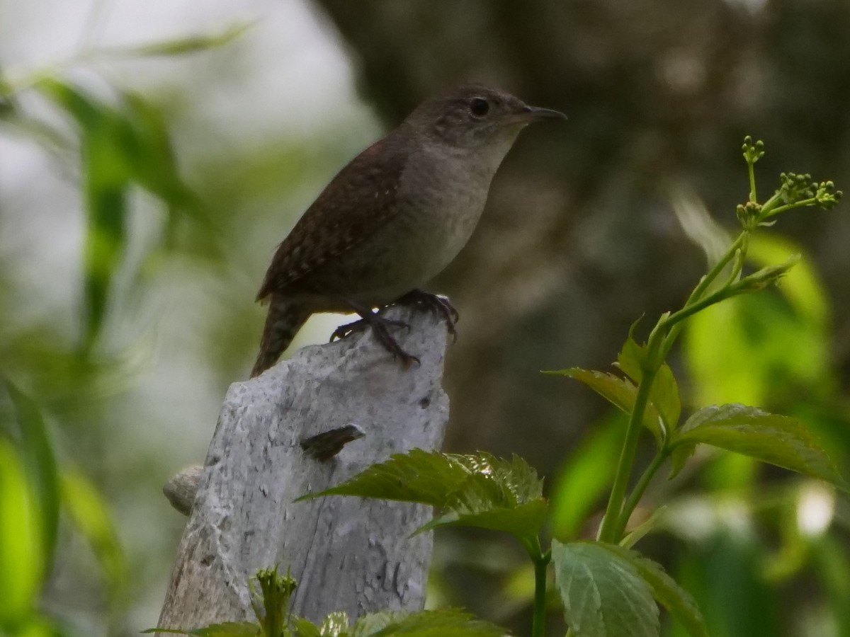 House Wren - Allan Sharpe