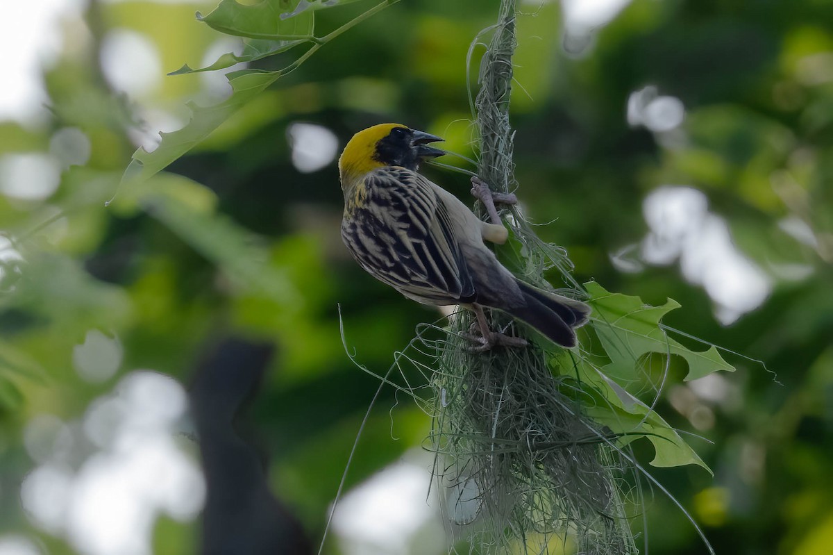 Baya Weaver - Neeraja V