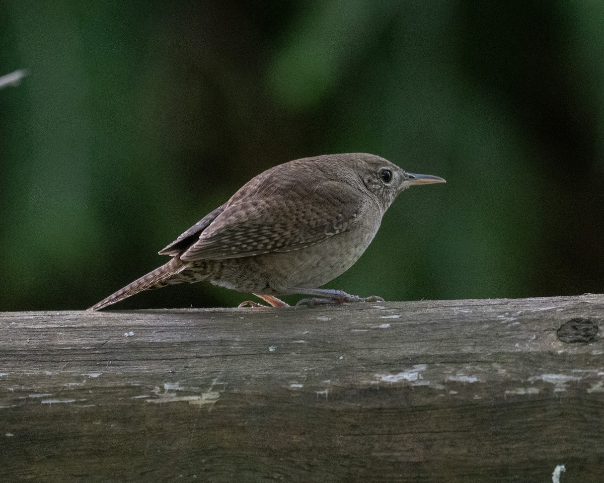 House Wren - Graham Deese