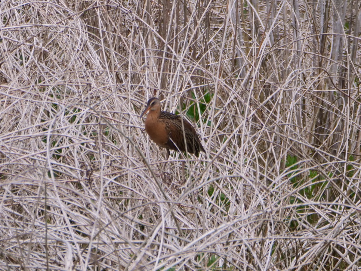 chřástal královský (ssp. elegans) - ML619208618