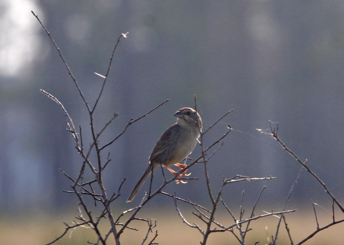 Bachman's Sparrow - ML619208627