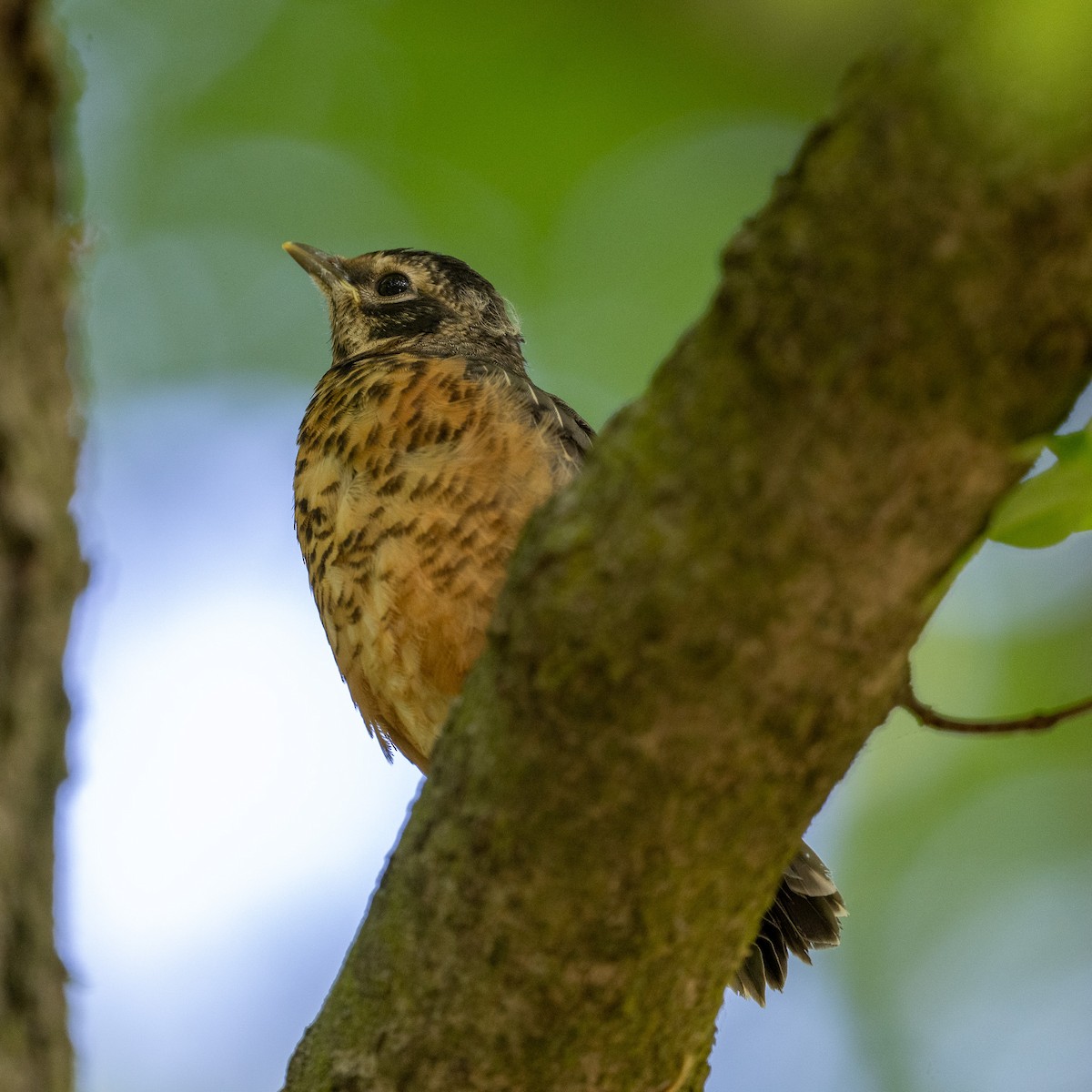 American Robin - Graham Deese