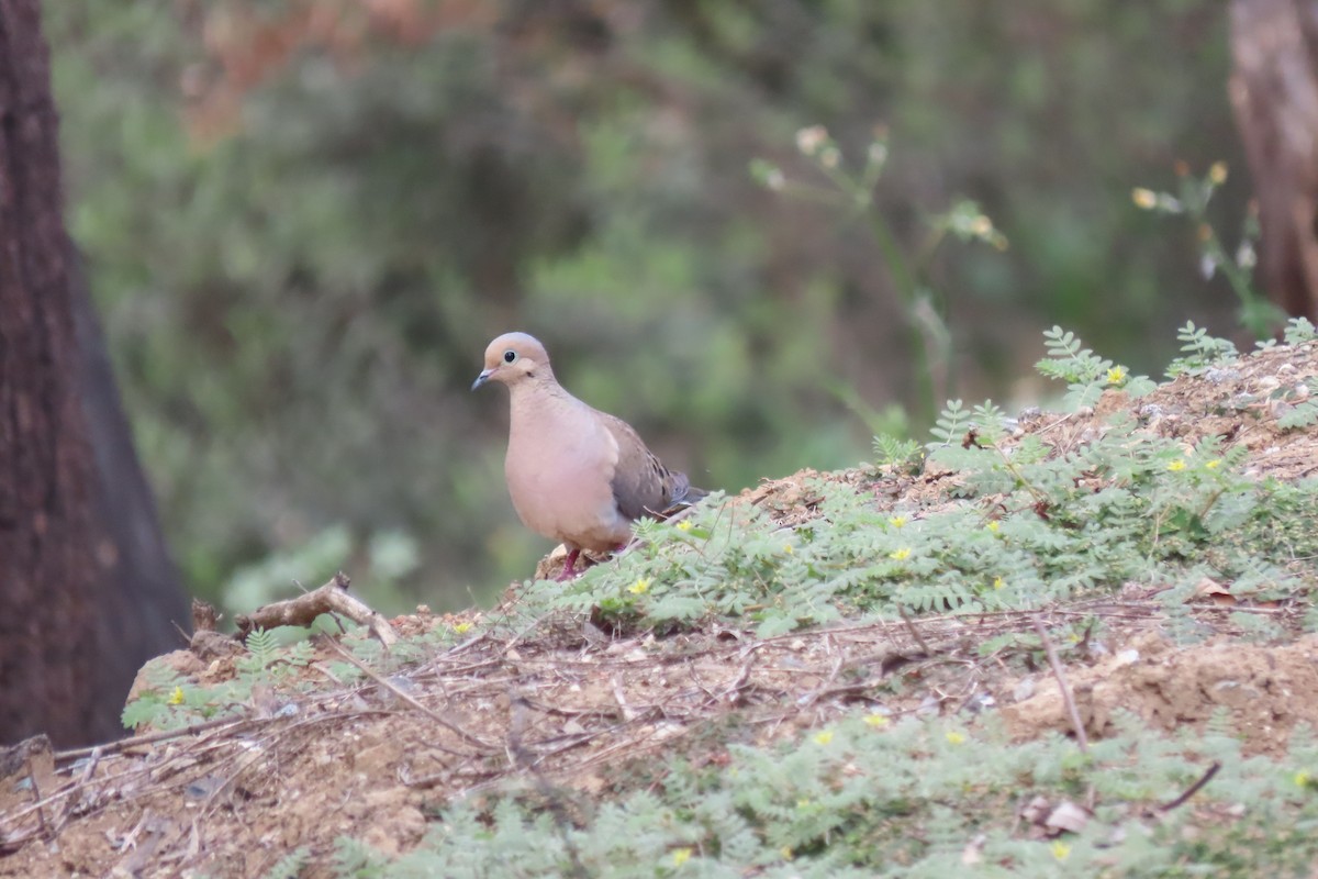 Mourning Dove - Becky Turley