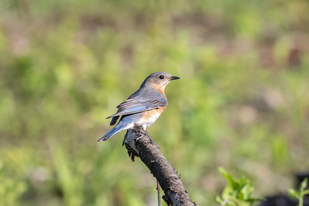 Eastern Bluebird - ML619208630