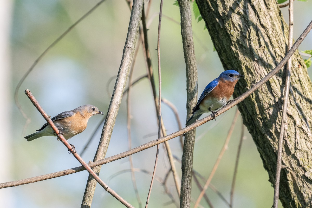 Eastern Bluebird - Graham Deese