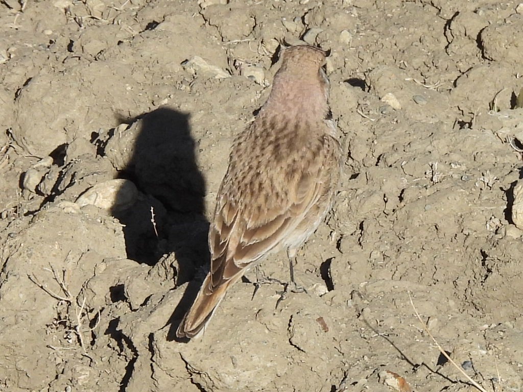 Horned Lark - Chethan Krishnan