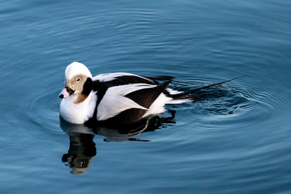 Long-tailed Duck - Yifei Ma