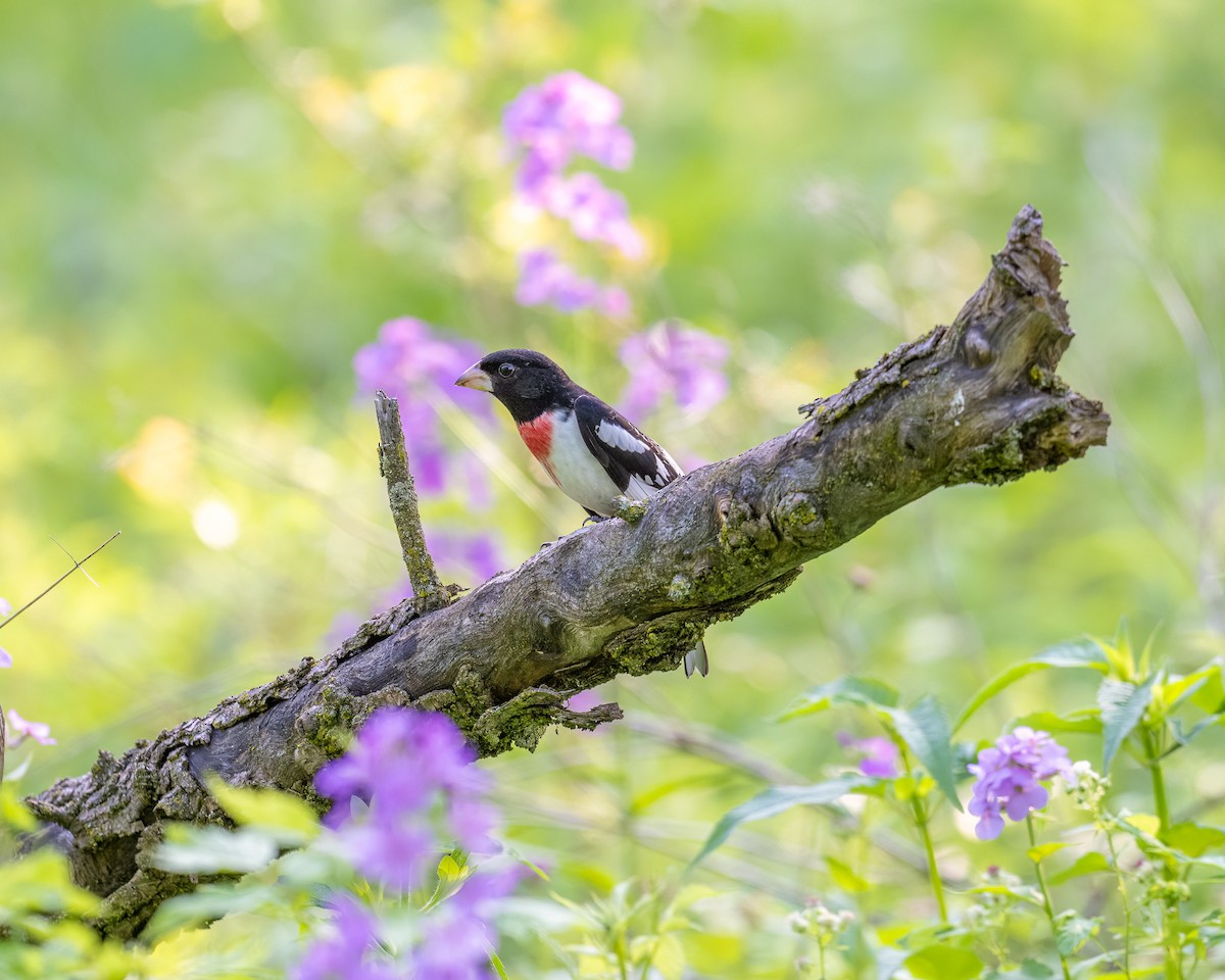 Rose-breasted Grosbeak - ML619208635