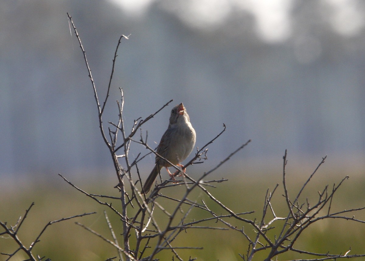 Bachman's Sparrow - ML619208648