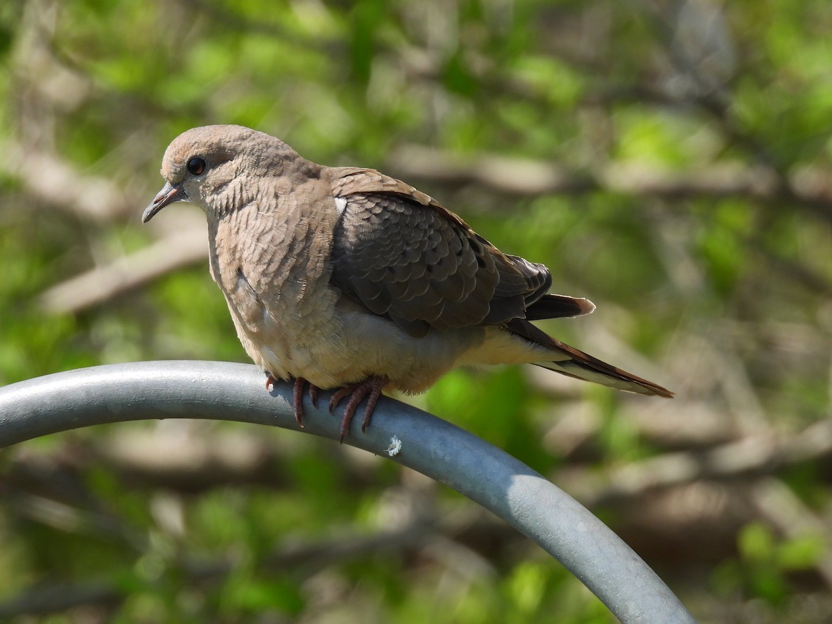 Mourning Dove - Lisette Cote