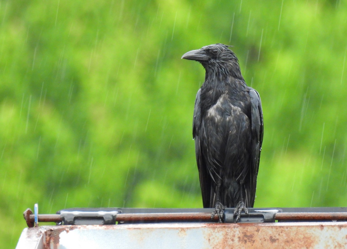 Common Raven - Corvus 𓄿