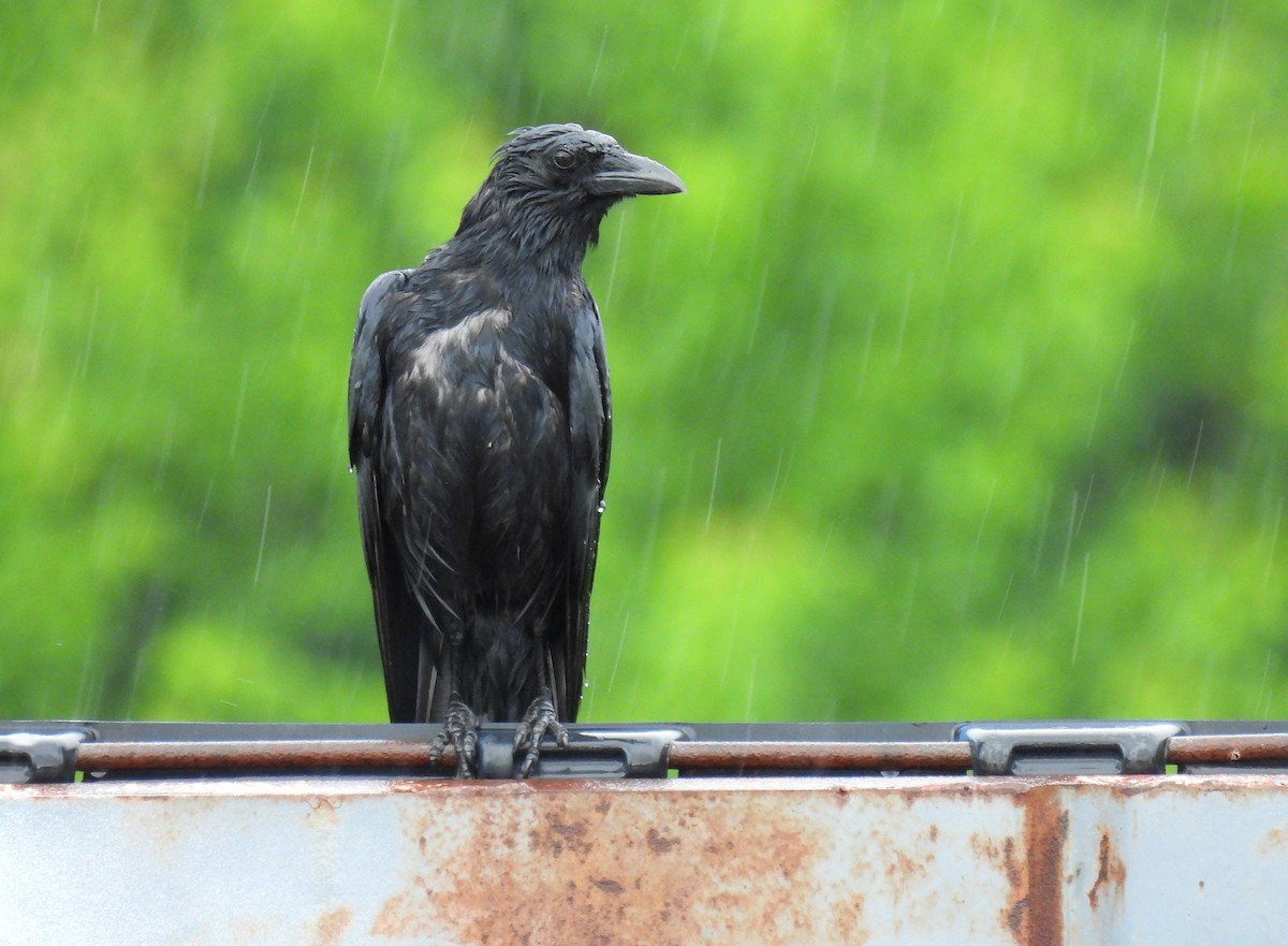 Common Raven - Corvus 𓄿