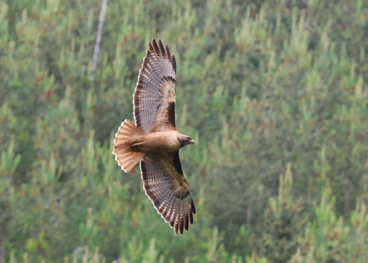 Red-tailed Hawk - Jay Carroll