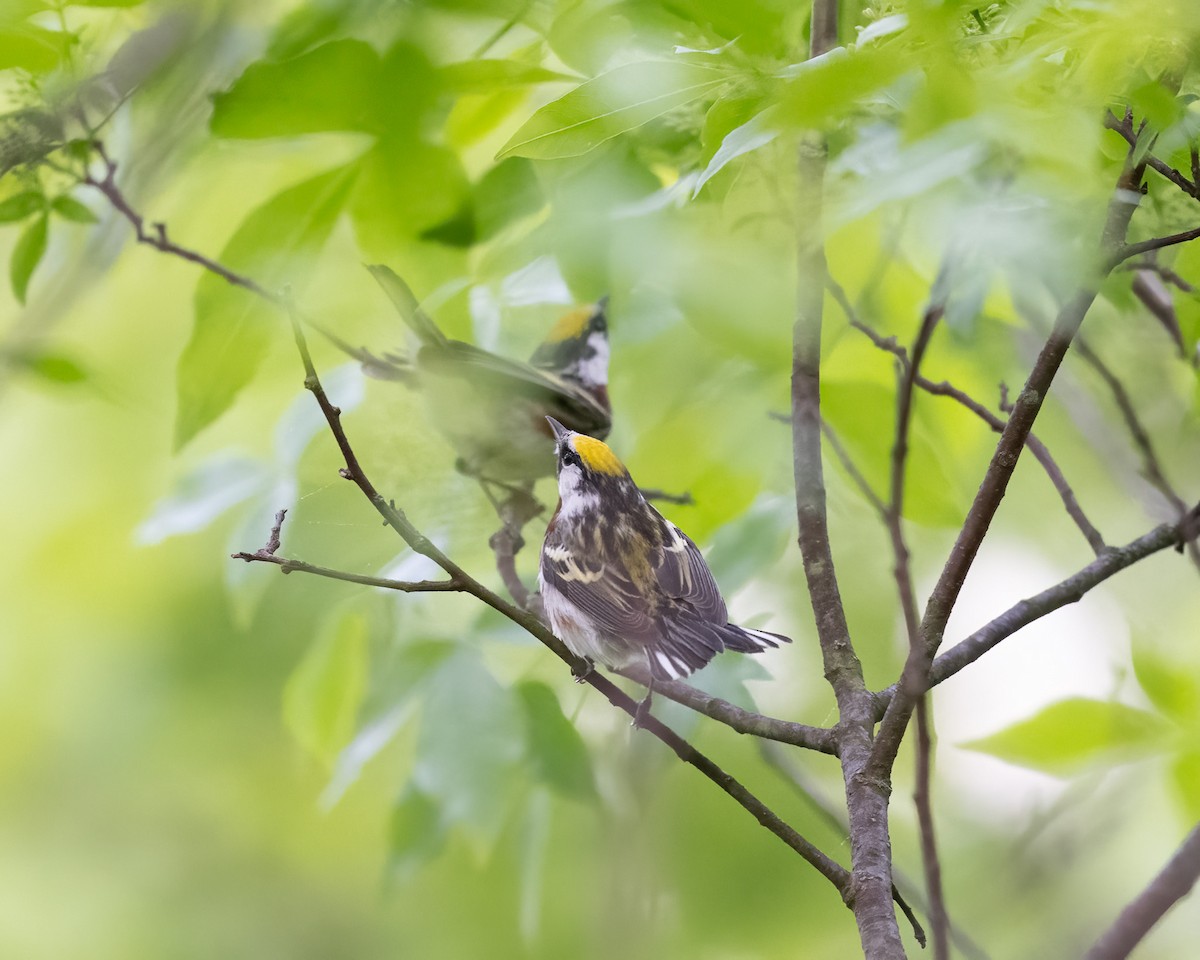 Chestnut-sided Warbler - Graham Deese