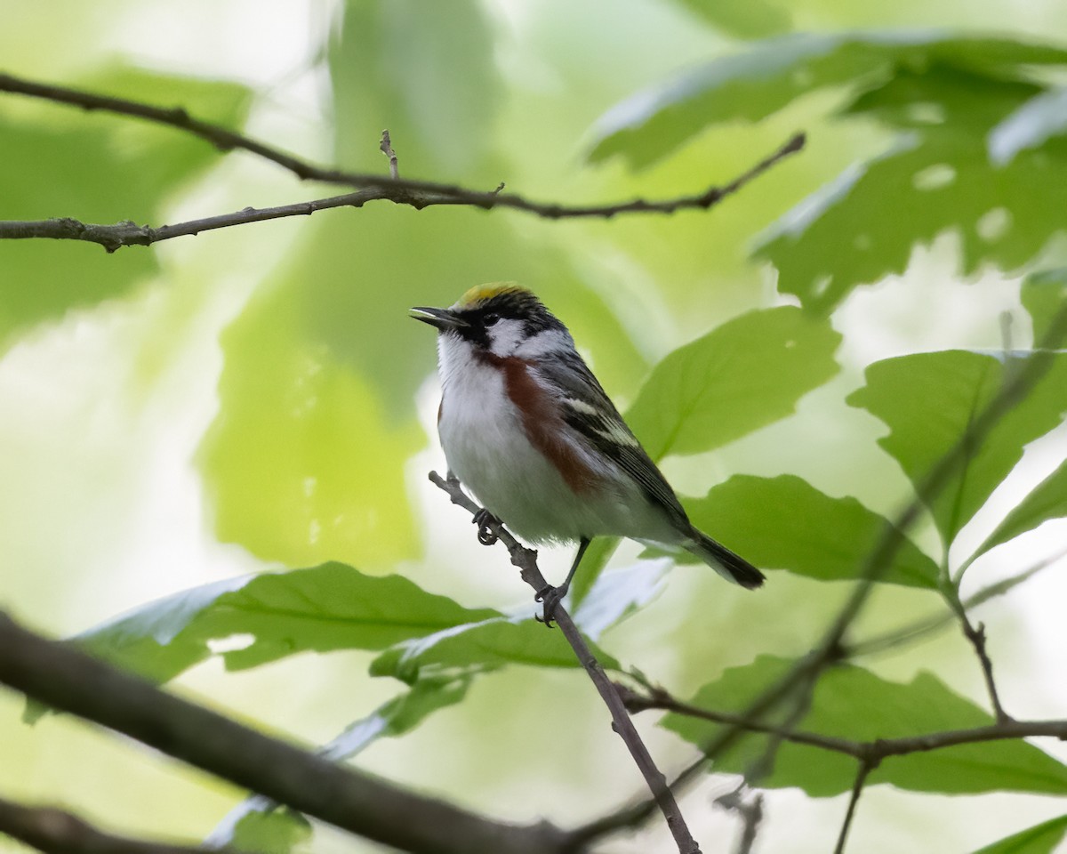 Chestnut-sided Warbler - Graham Deese