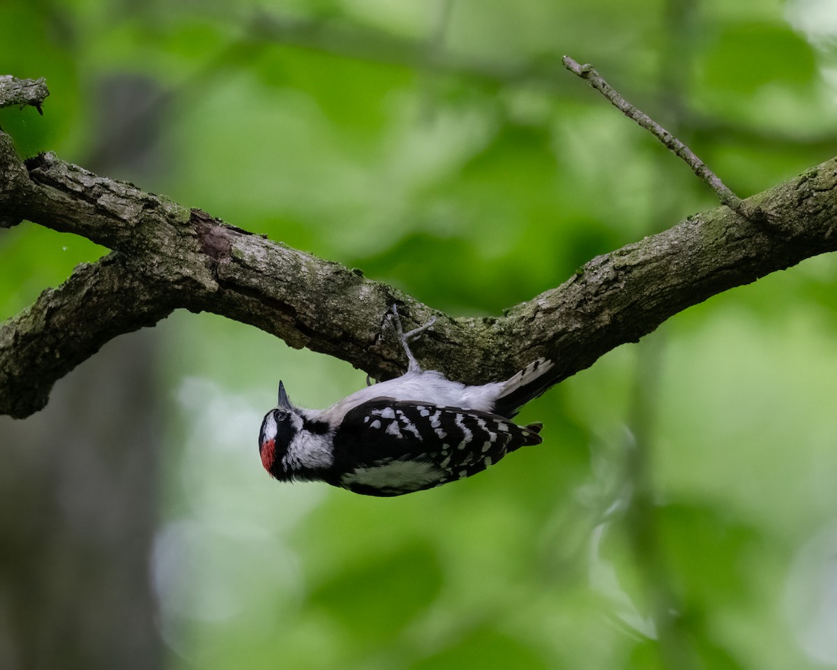 Downy Woodpecker - Graham Deese