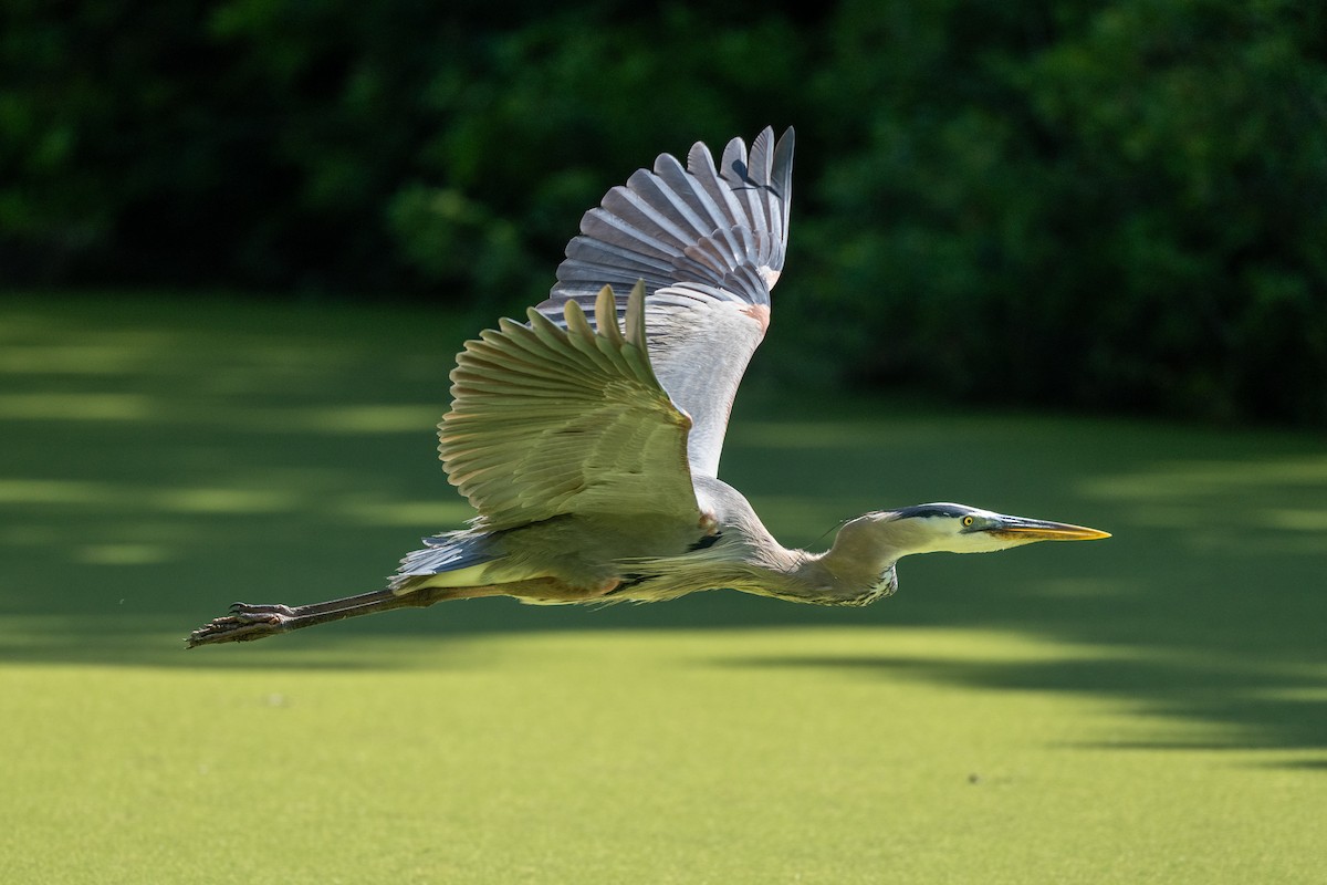 Great Blue Heron - sam johnson