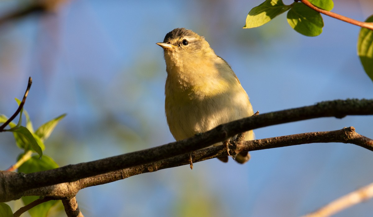 Tennessee Warbler - Laurence Green