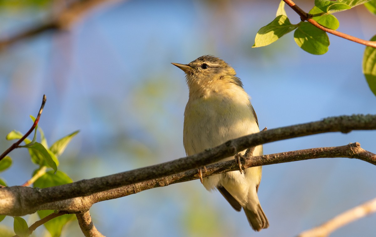 Tennessee Warbler - Laurence Green