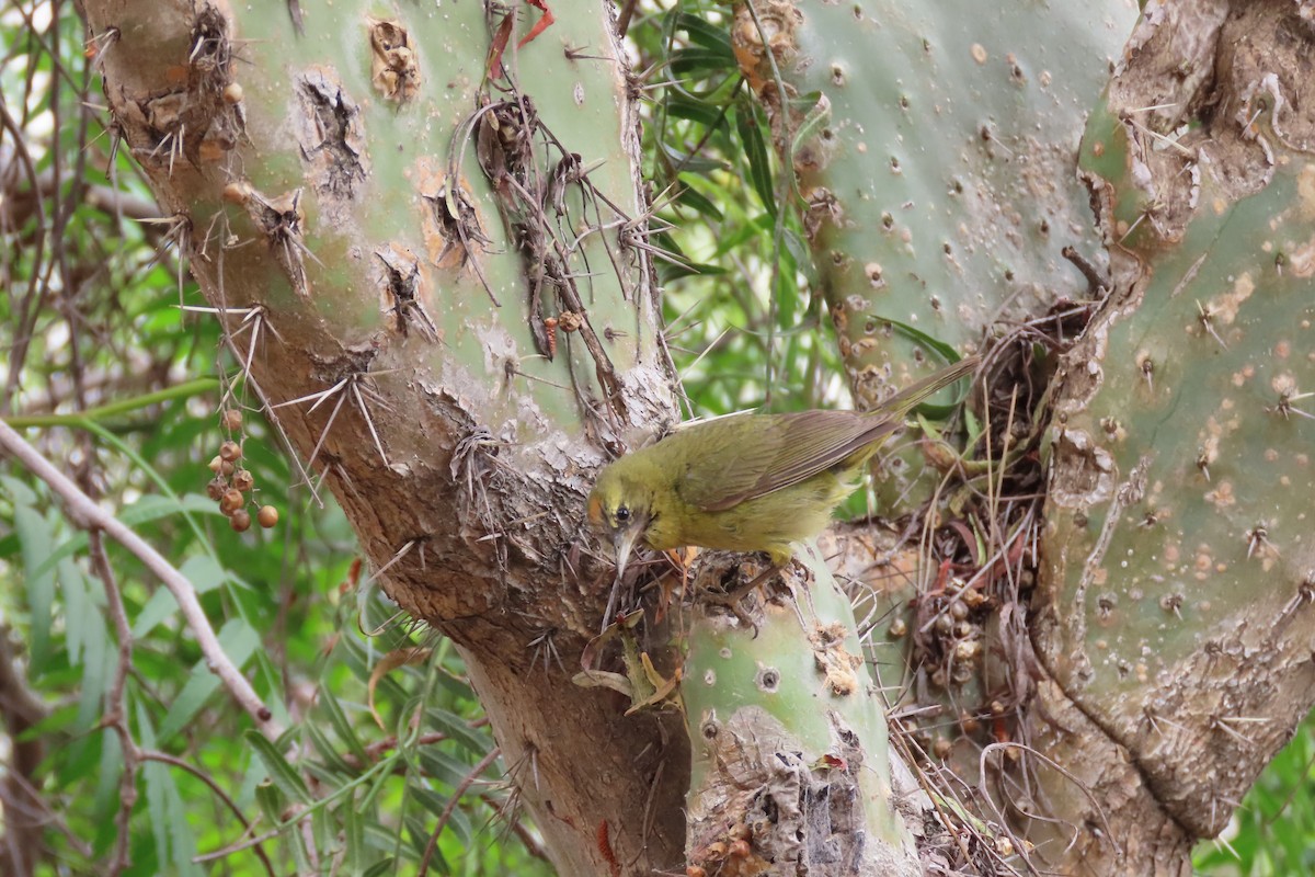 Orange-crowned Warbler - Becky Turley