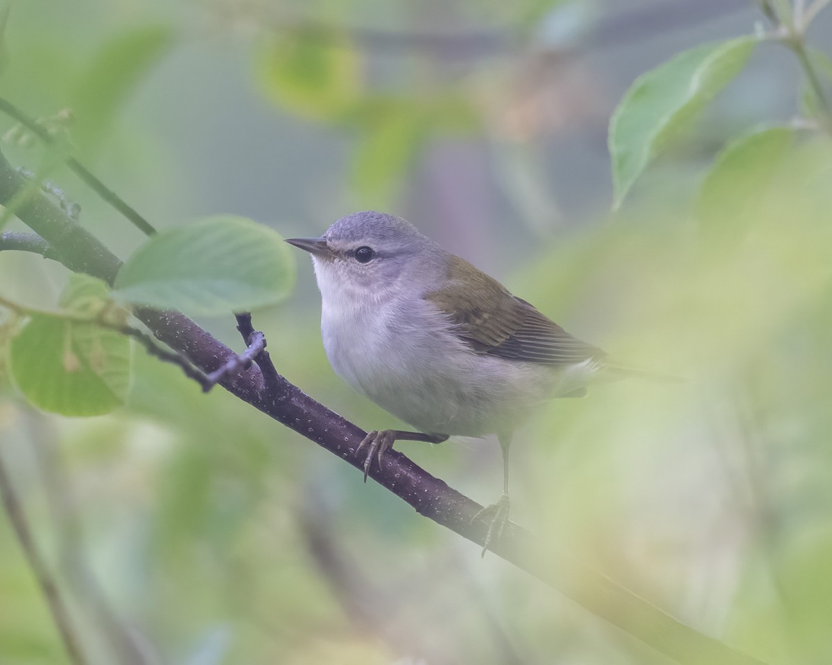 Tennessee Warbler - Graham Deese