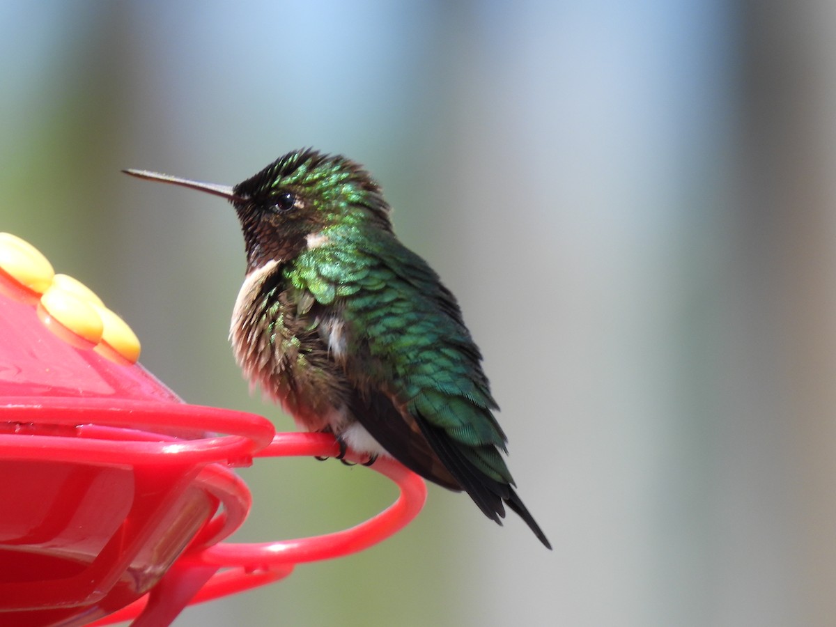 Ruby-throated Hummingbird - Lisette Cote