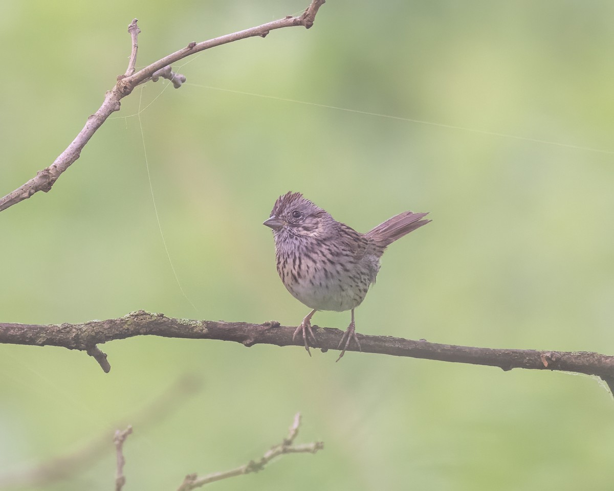 Lincoln's Sparrow - Graham Deese