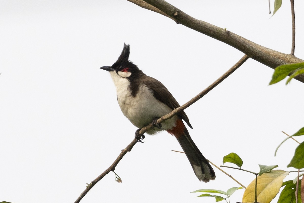 Red-whiskered Bulbul - Robert Lewis