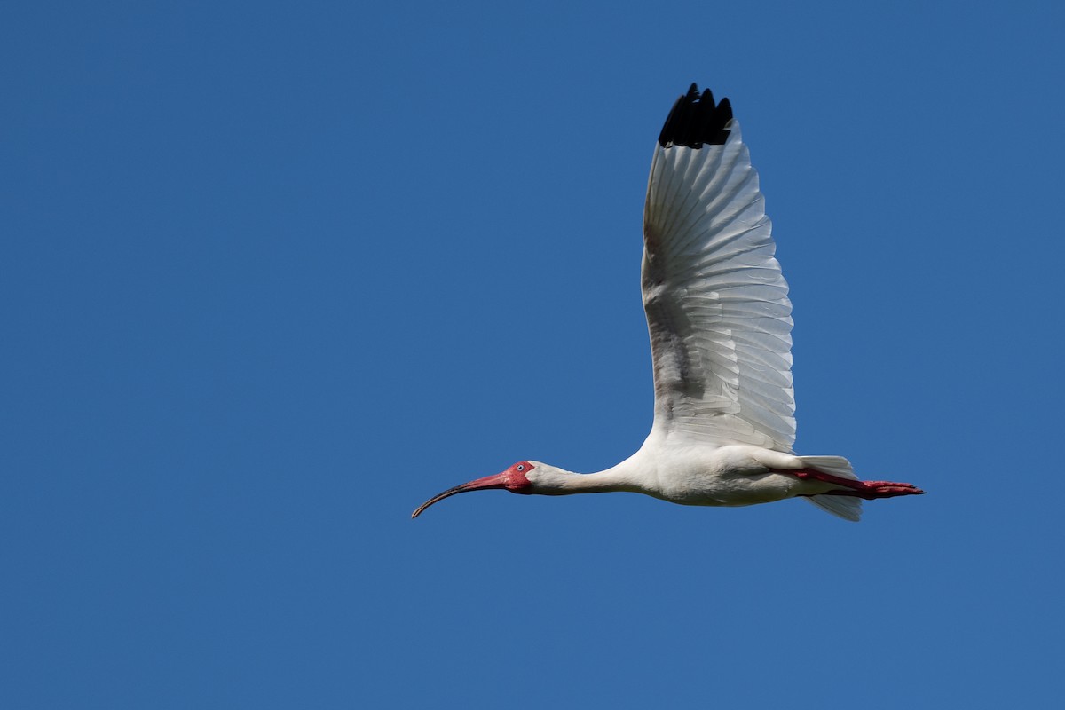 White Ibis - sam johnson