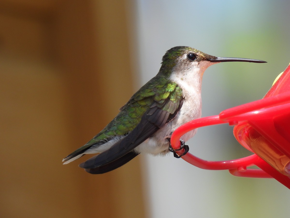 Ruby-throated Hummingbird - Lisette Cote