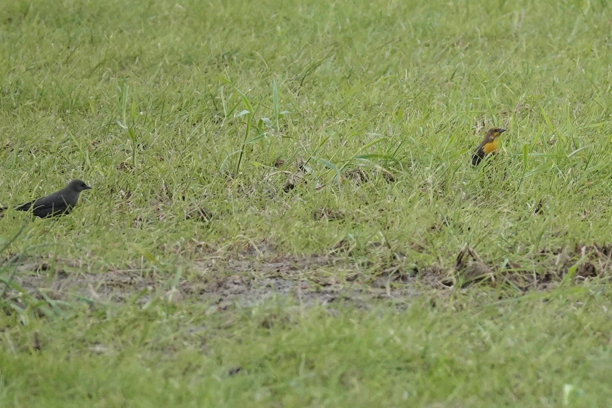 Yellow-headed Blackbird - Steve Hampton