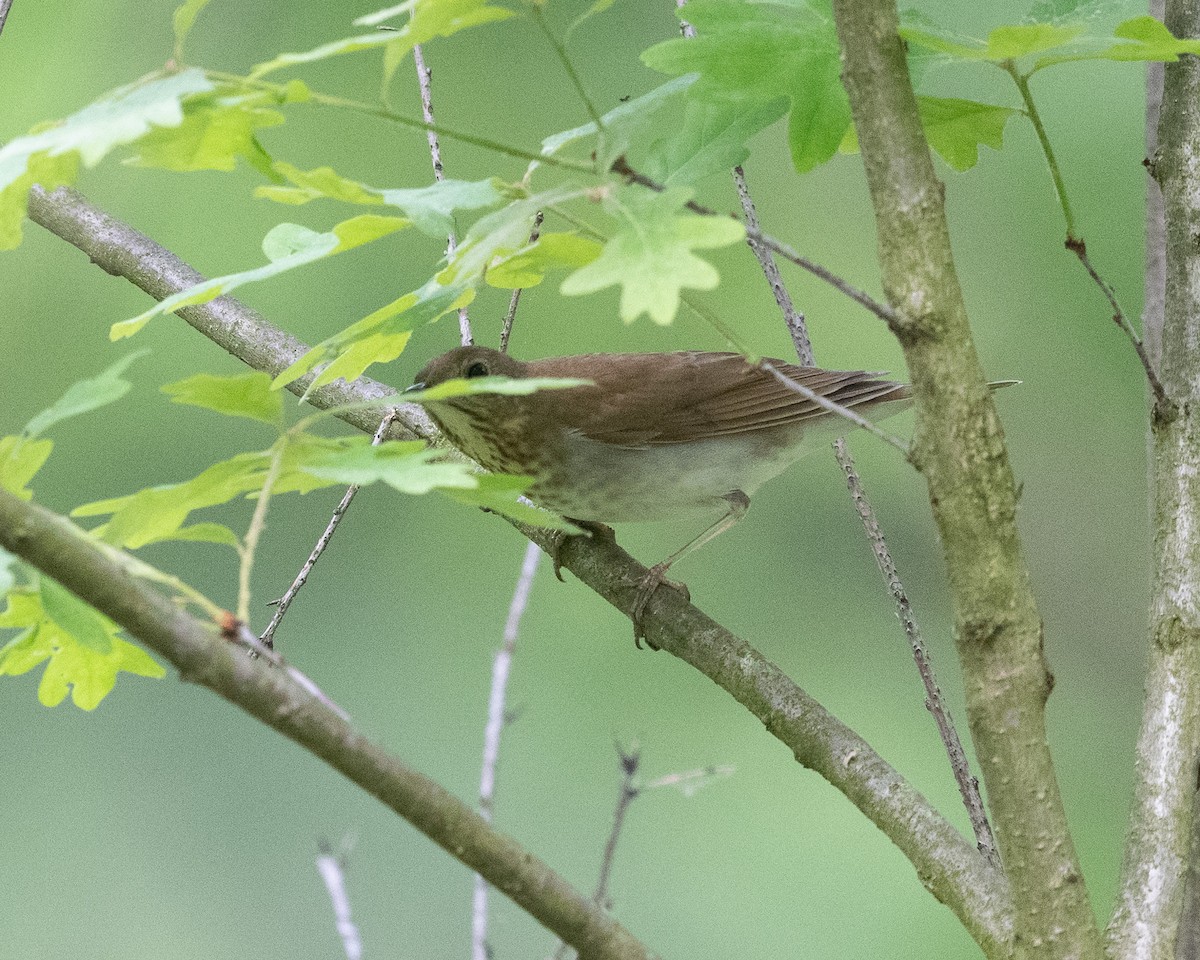 Veery - Graham Deese