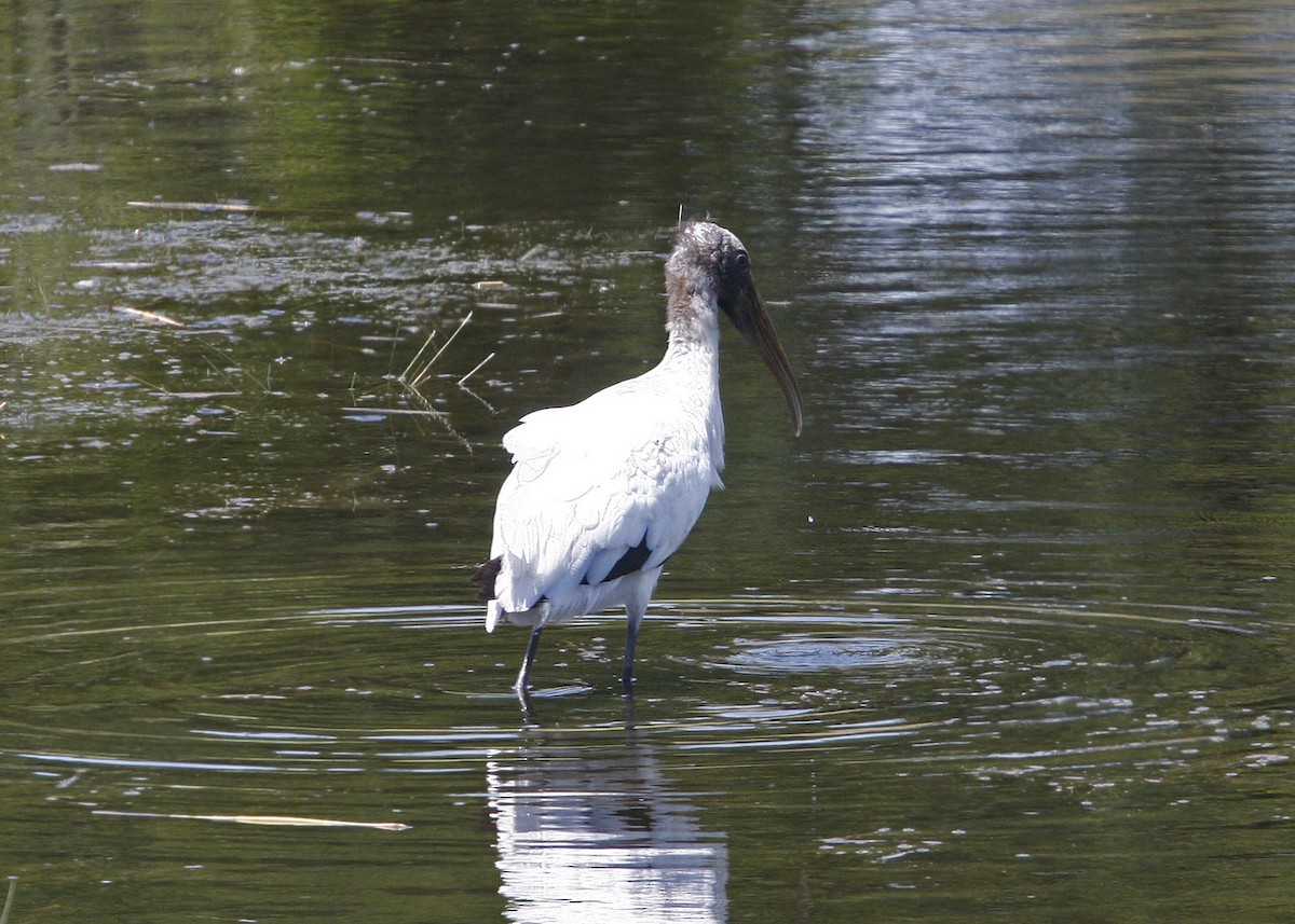 Wood Stork - William Clark