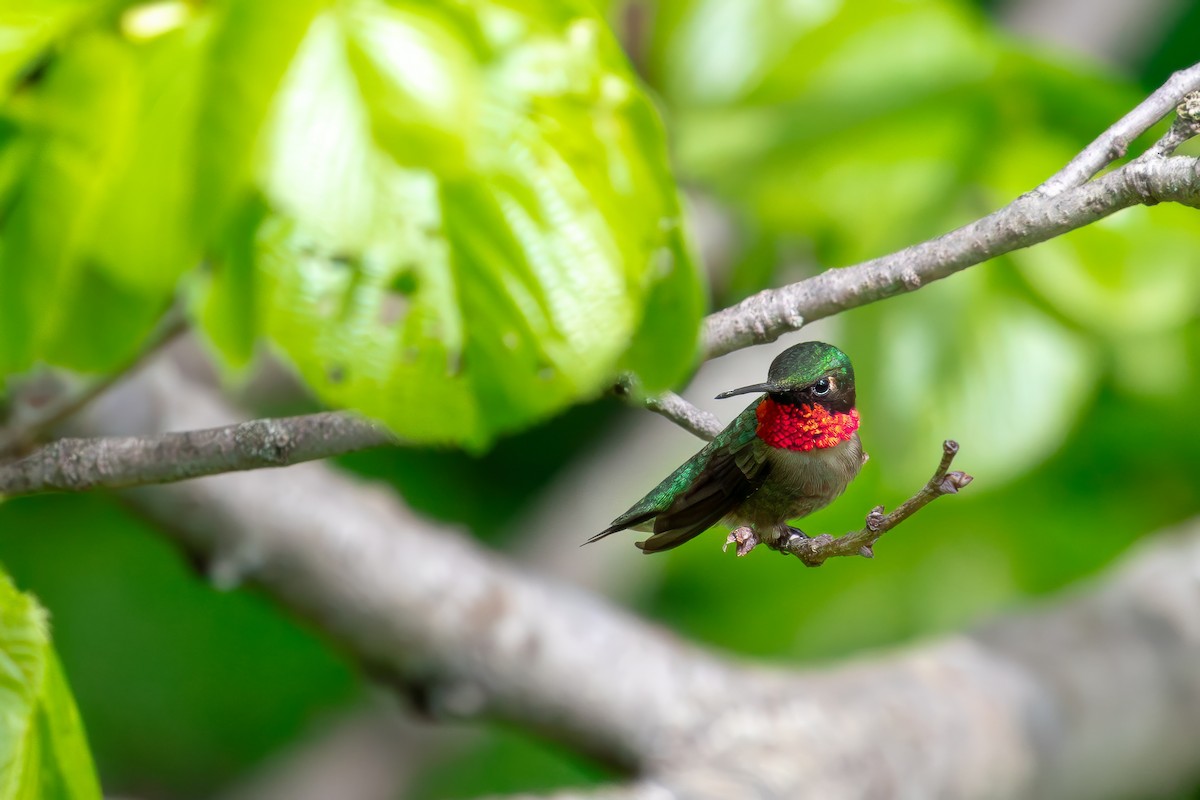 Ruby-throated Hummingbird - Maren Slay