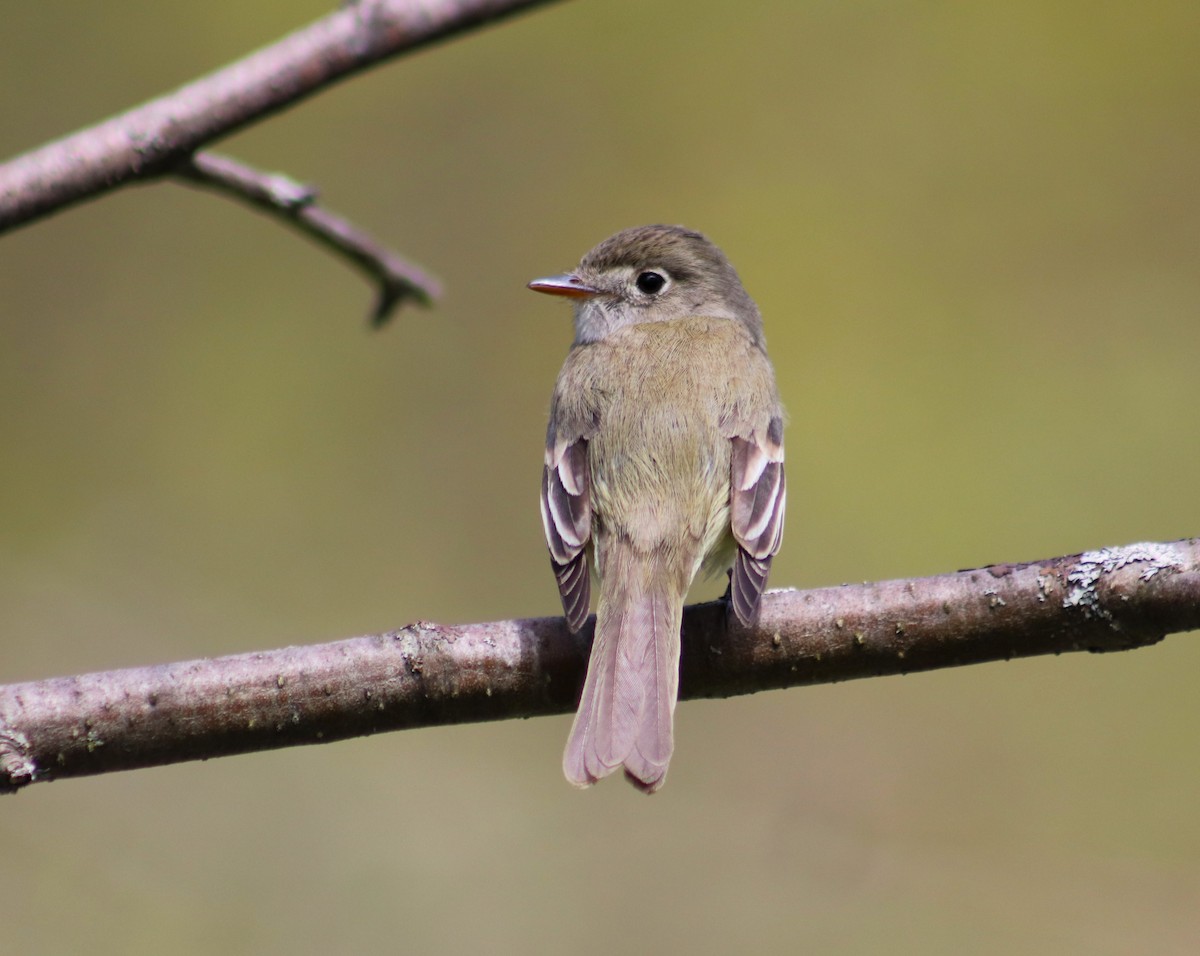 Least Flycatcher - Cindy Grimes