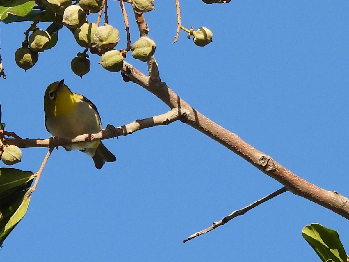 Swinhoe's White-eye - Kiandra Mitchell