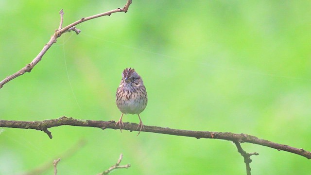 Lincoln's Sparrow - ML619208759