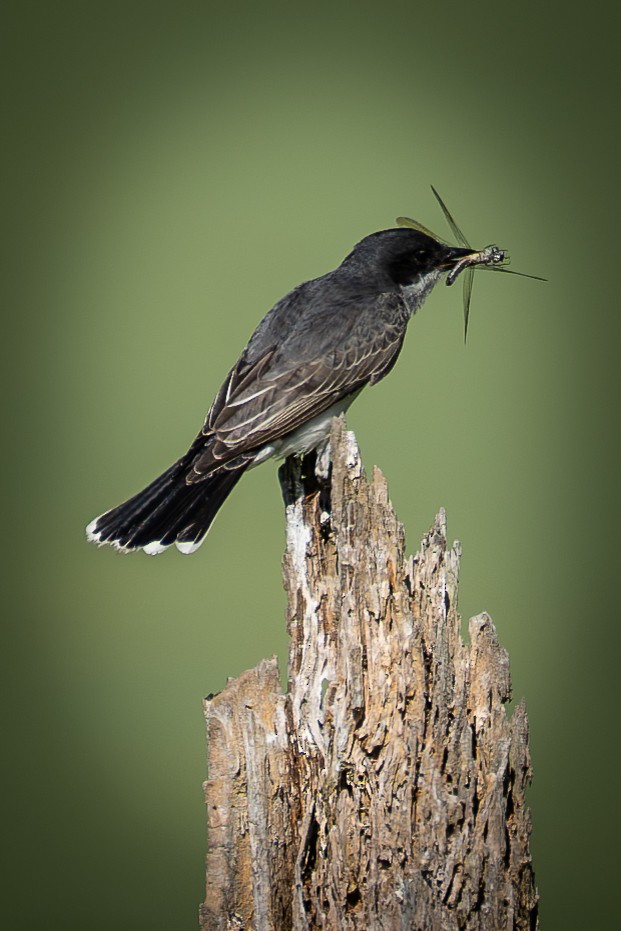 Eastern Kingbird - sam johnson