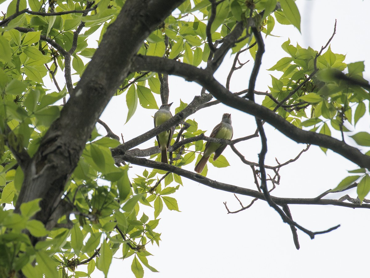 Great Crested Flycatcher - Evan Coates