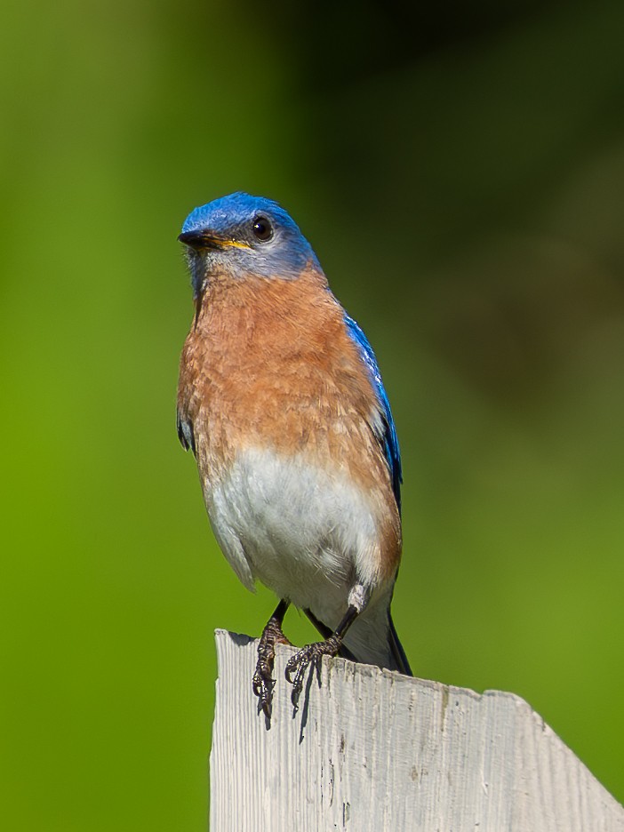 Eastern Bluebird - ML619208791