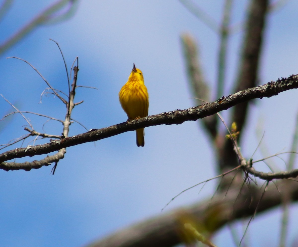 Yellow Warbler - Cindy Grimes